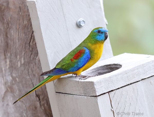 Turquoise cheap grass parakeet